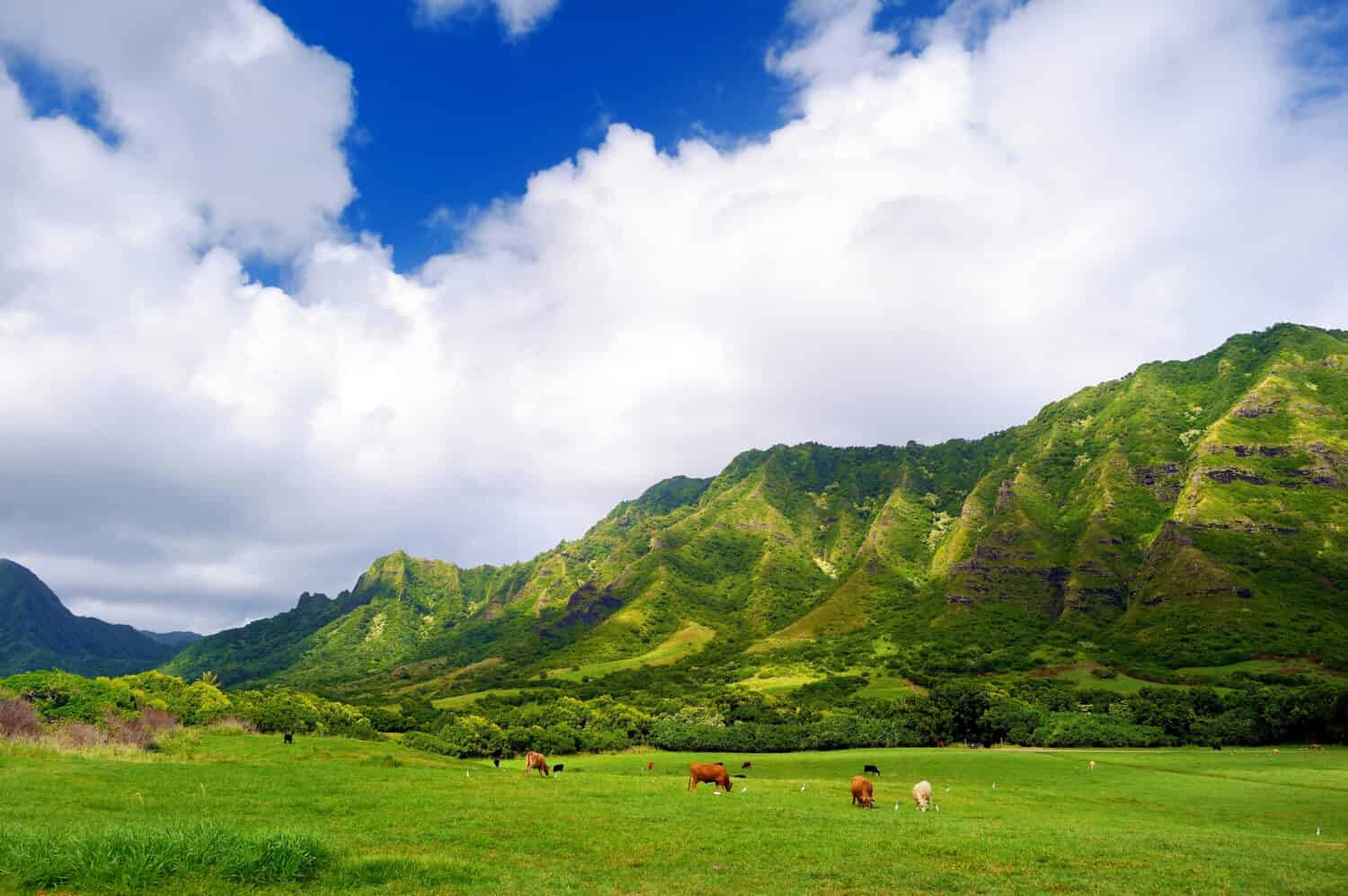 Cliffs and cows of Kualoa Ranch, Oahu, Hawaii