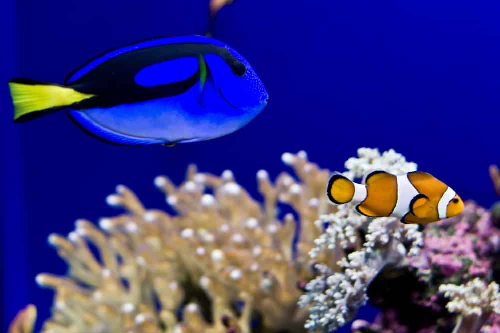 Dory and Nemo in real life