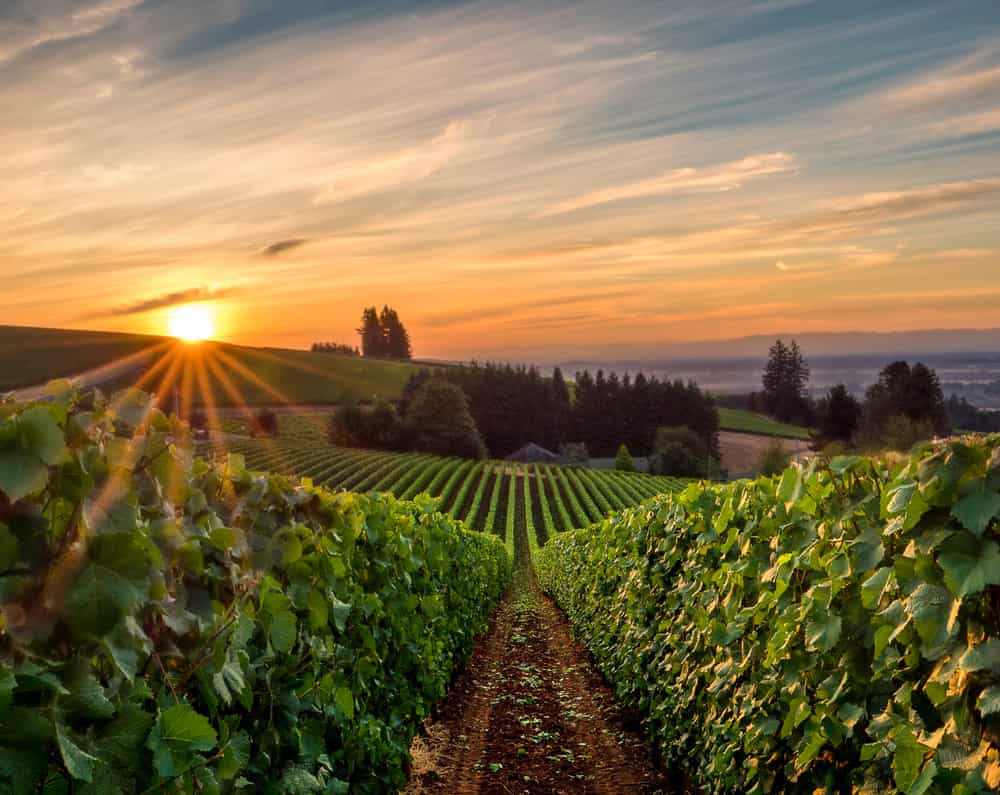 Sun rising over a vineyard in Willamette Valley