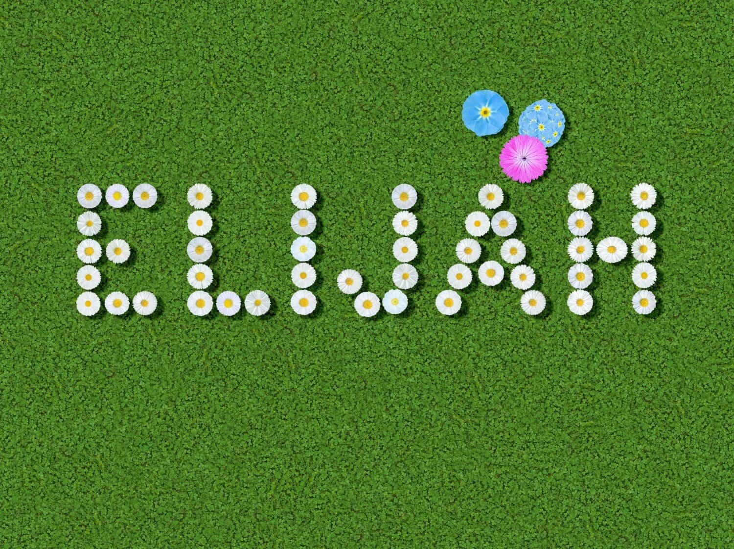male first names written with daisies (Bellis Perennis) on green clover