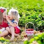 Go Berry Picking