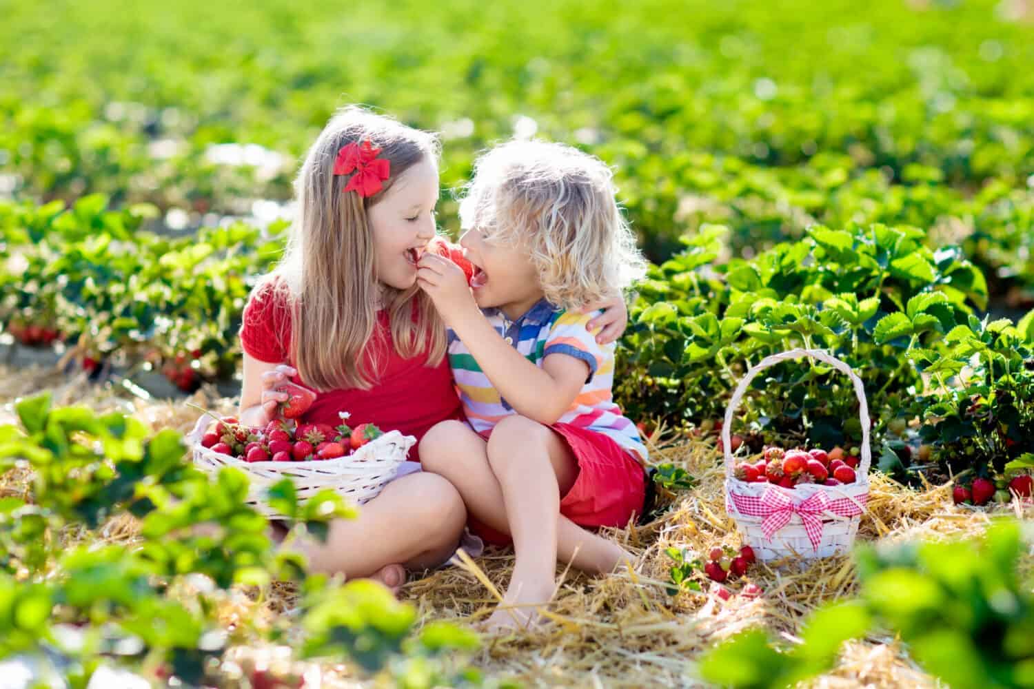 Go Berry Picking