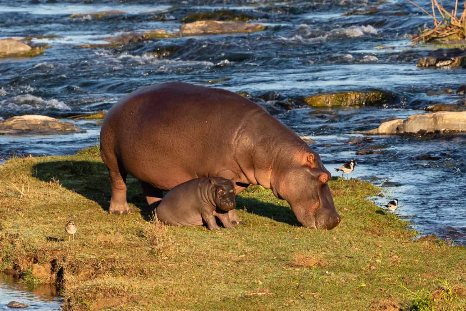 Hippopotamus with calf grazing on a river bank
