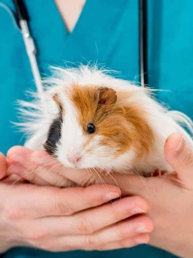 Why is it Important to Trim the Nails of My Guinea Pig?