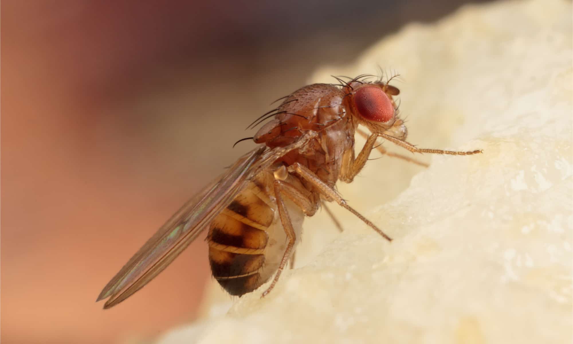 What Are Fruit Flies?
