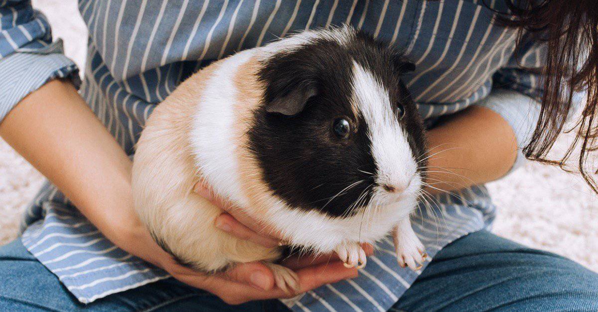 How To Trim Guinea Pig Nails