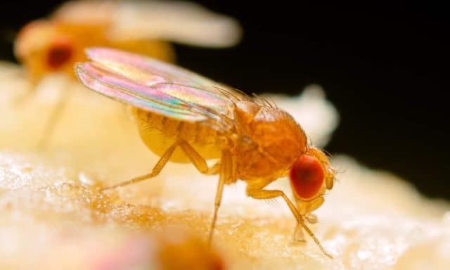 Traps To Get Rid of Fruit Flies