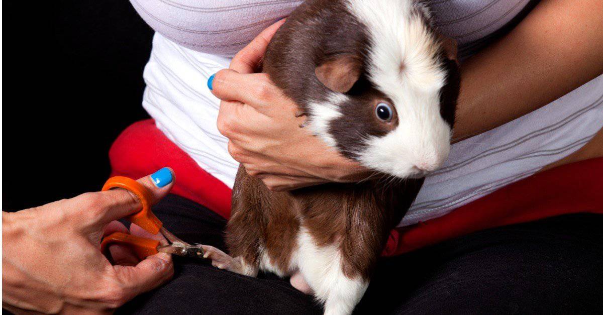 How To Trim Guinea Pigs Nails