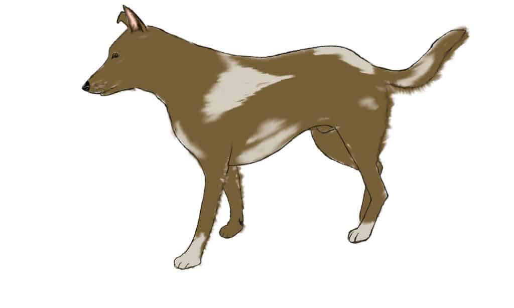 How to draw a dog in 7 easy steps