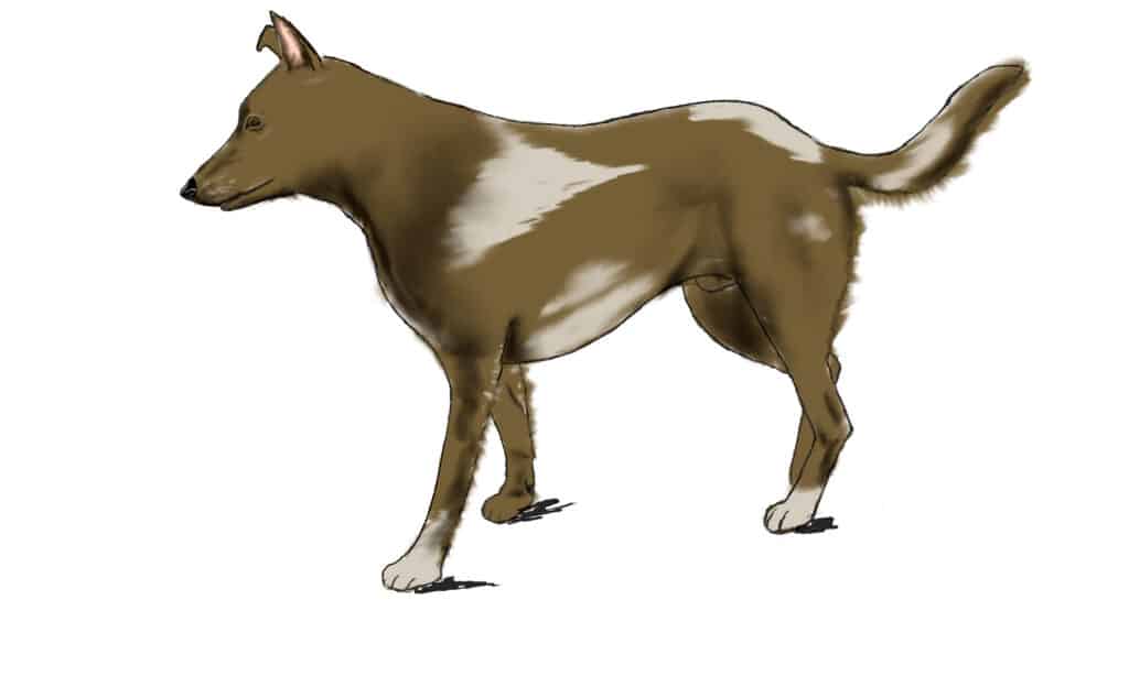 How to draw a dog in 7 steps