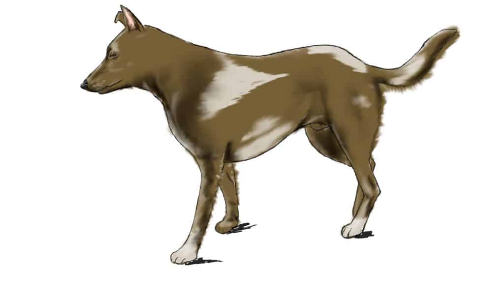 How to draw a dog in 7 steps