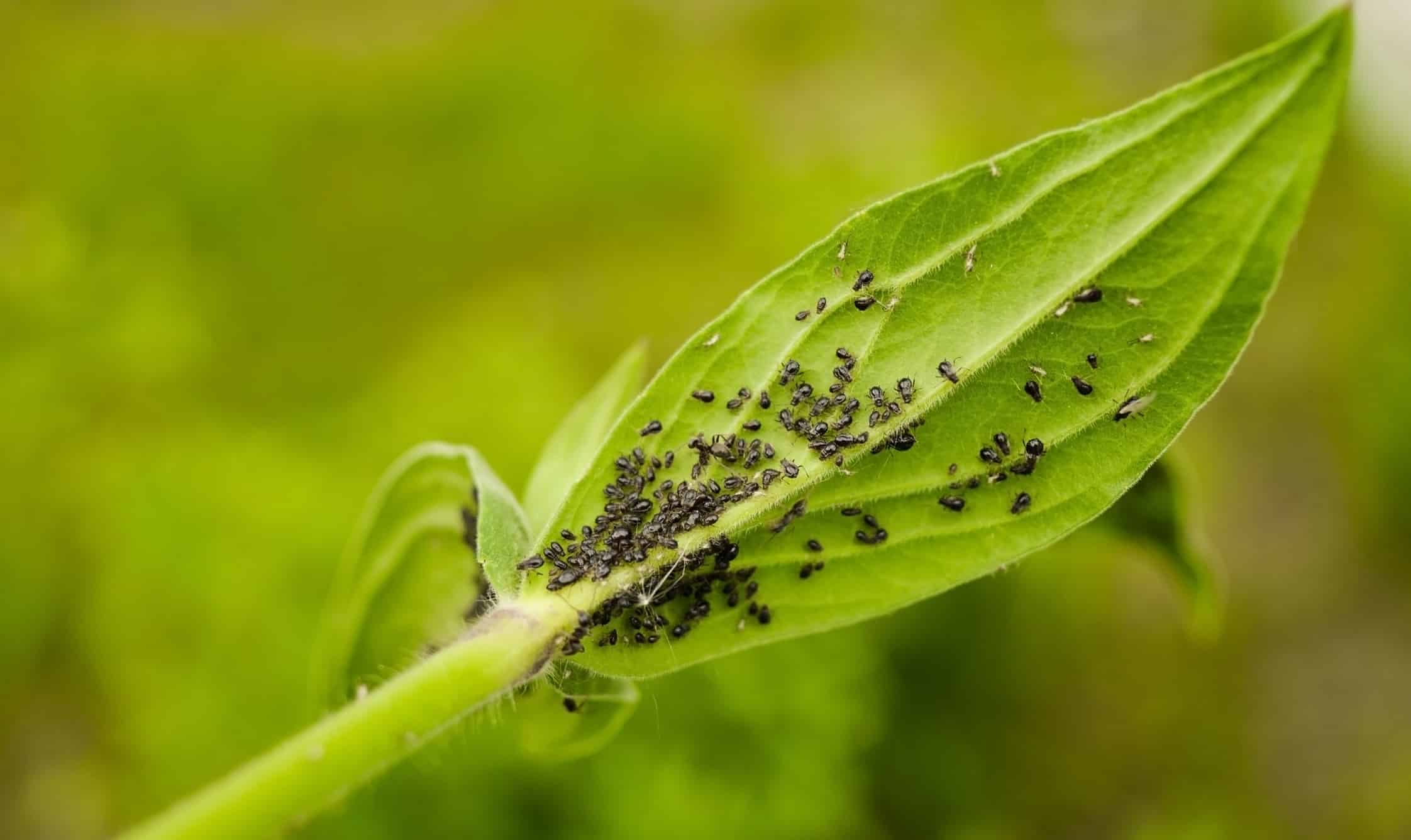 Plant Pests