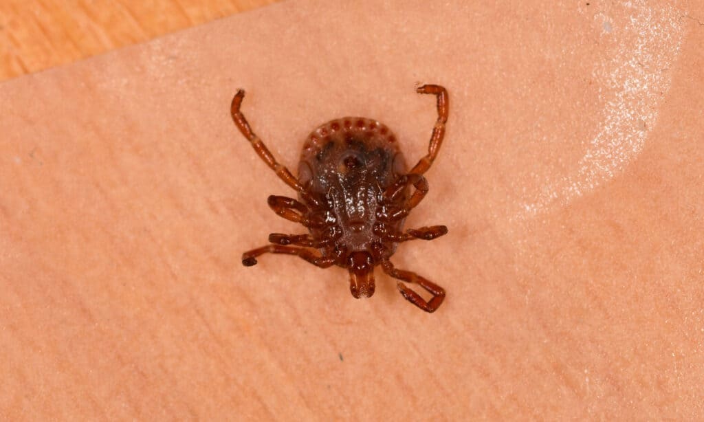 tick