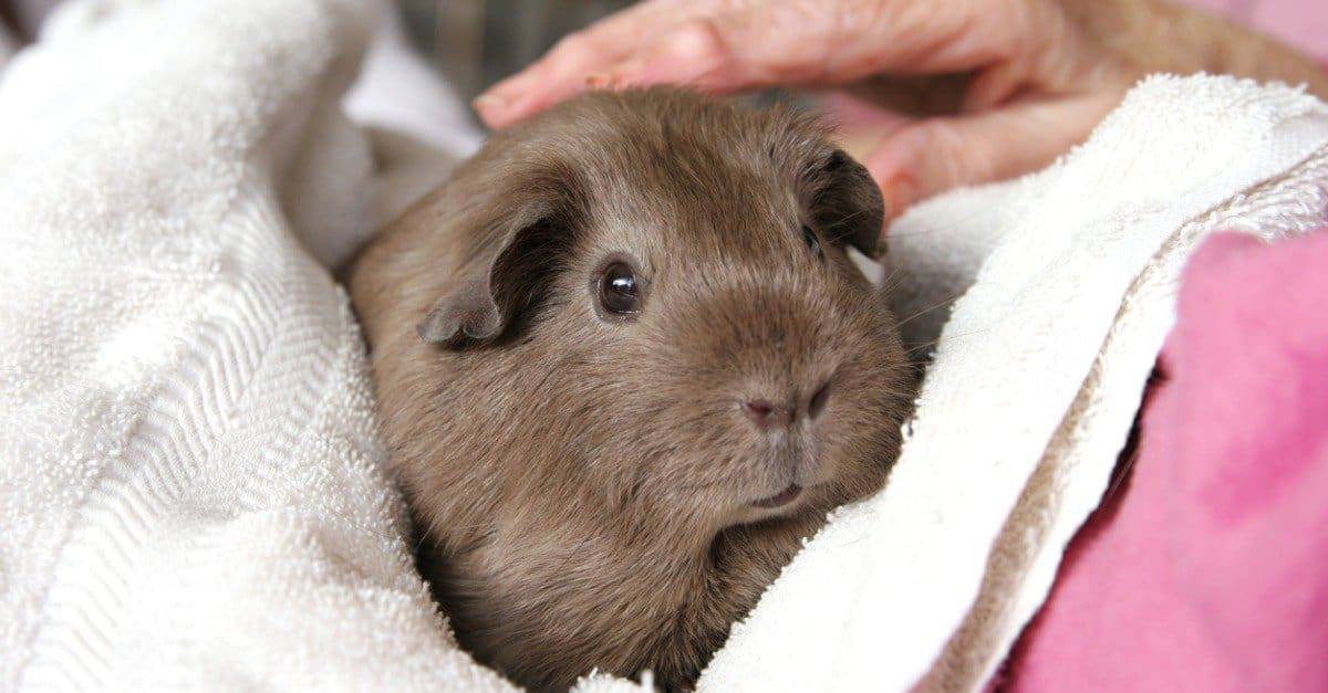 Relax Your Guinea Pig