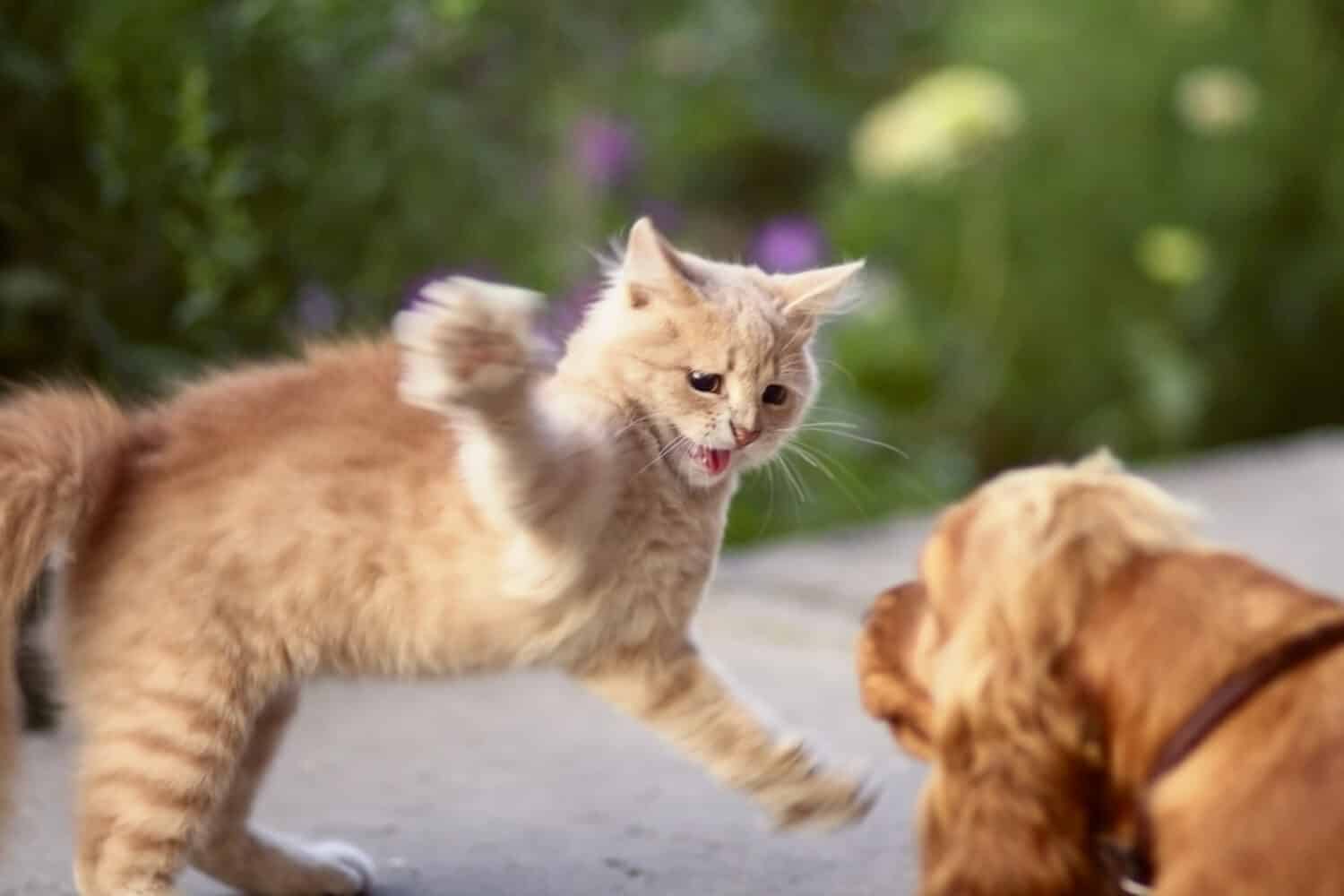 Prevent Aggressive Encounters and Fearful Encounters