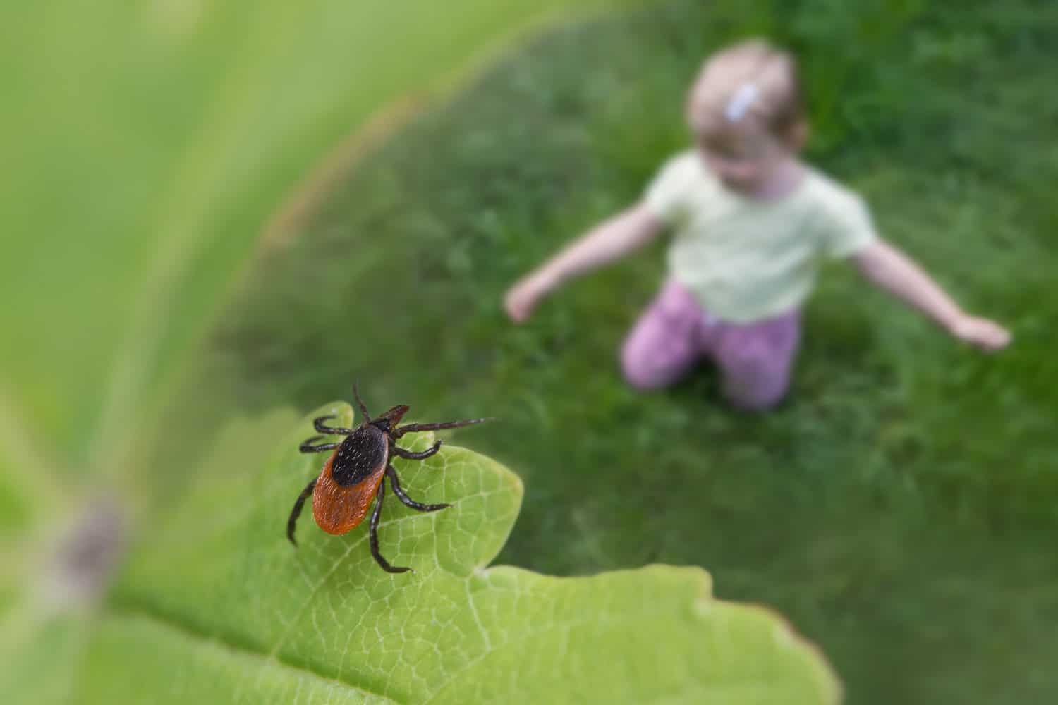 Castor bean tick over child playing in green grass. Ixodes ricinus. Closeup of parasitic mite hidden on nature leaf near blur small girl sitting on meadow or garden. Encephalitis or Lyme disease risk.