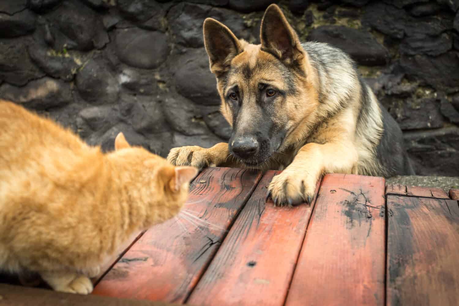 Always Monitor Early Communication Between Dogs and Cats