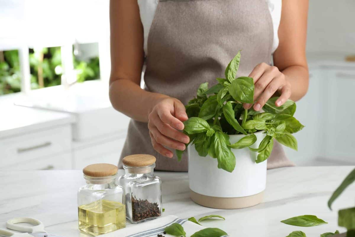 3 Ways to Grow Basil Indoors