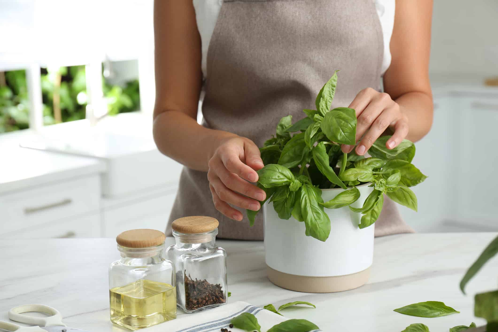 3 Ways to Grow Basil Indoors
