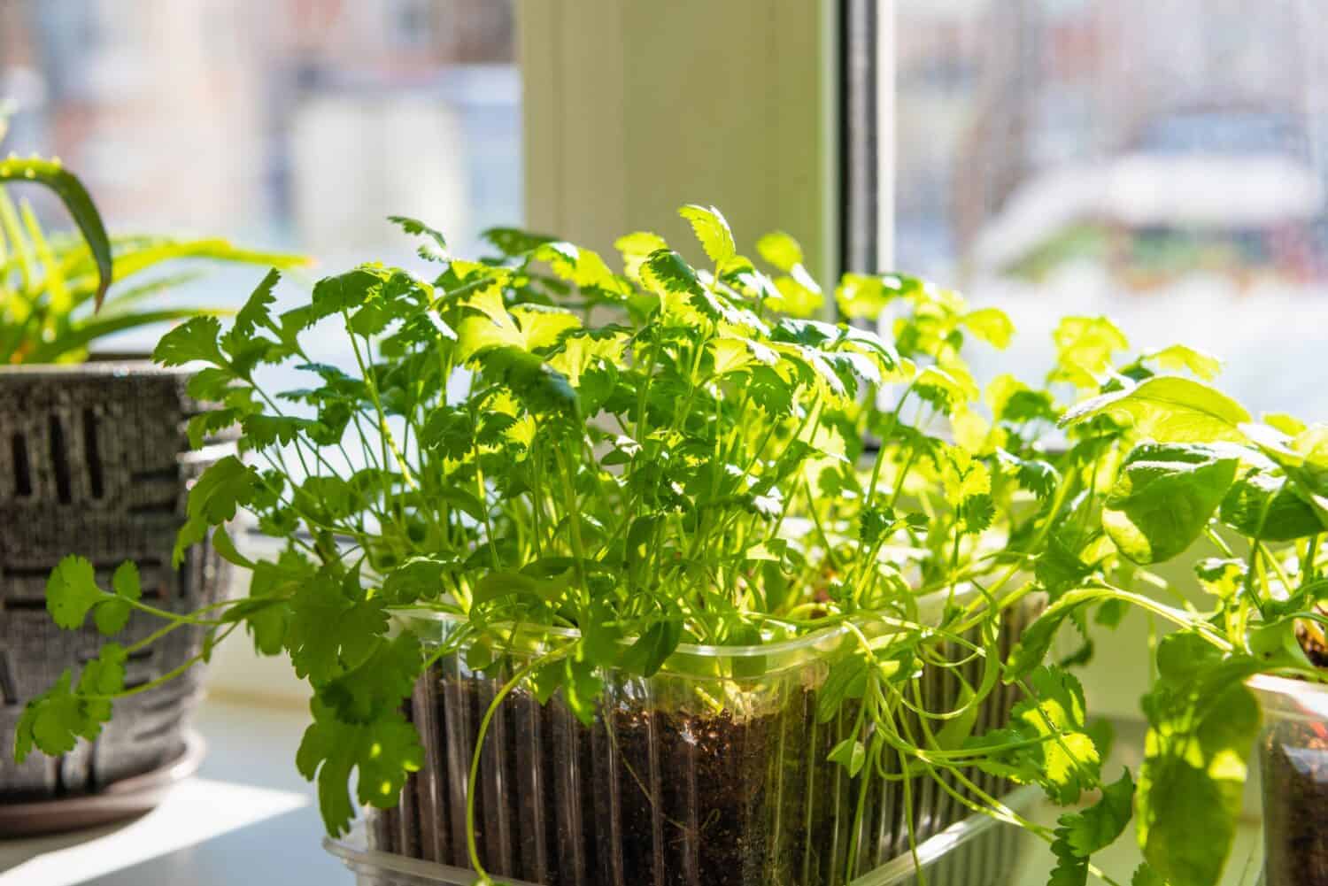 5 Steps and Tips To Grow Cilantro Indoors