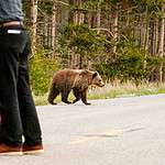 The Best U.S. National Parks for Animal Viewing