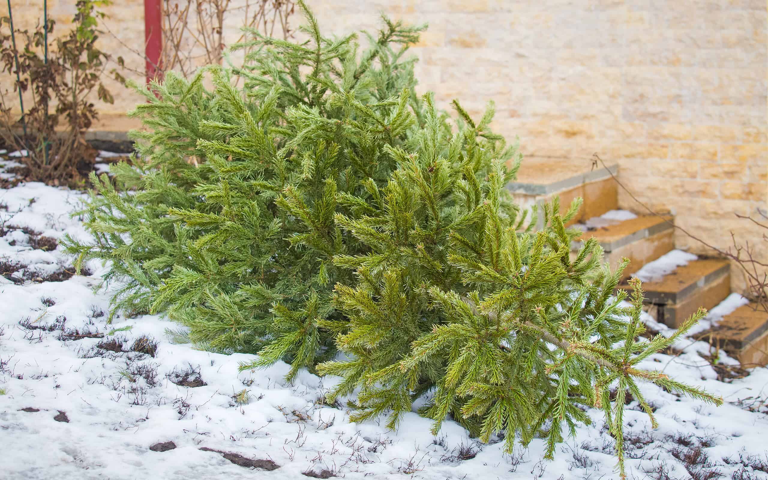 Holiday Decorations