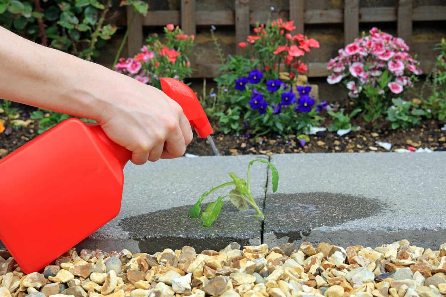 Applying the Vinegar Weed Killer