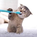 Toothbrushes