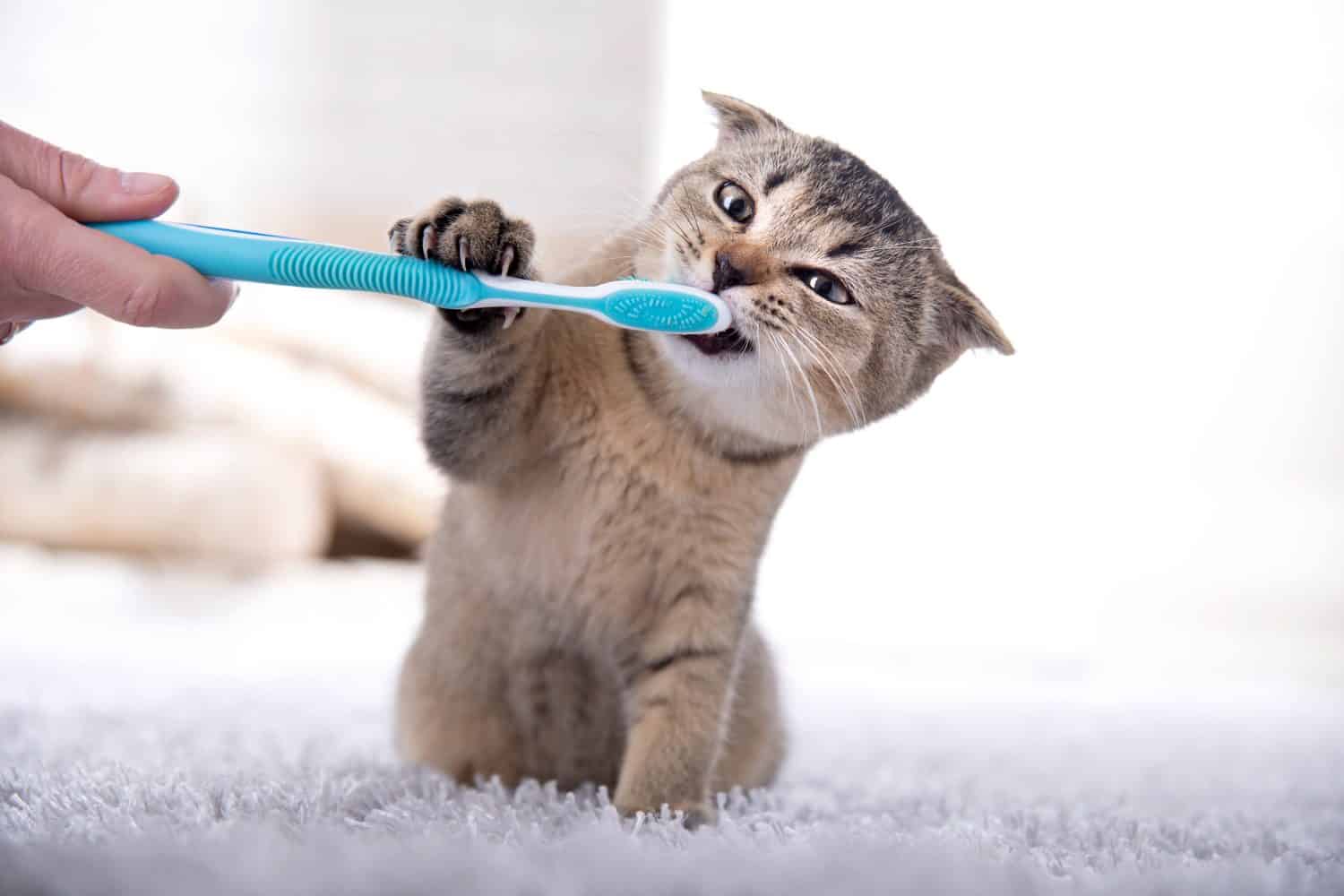 Toothbrushes