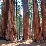 Things to Do at Sequoia National Park