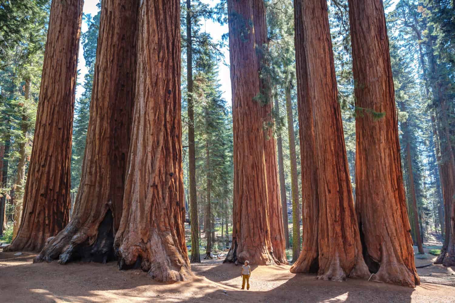 Things to Do at Sequoia National Park