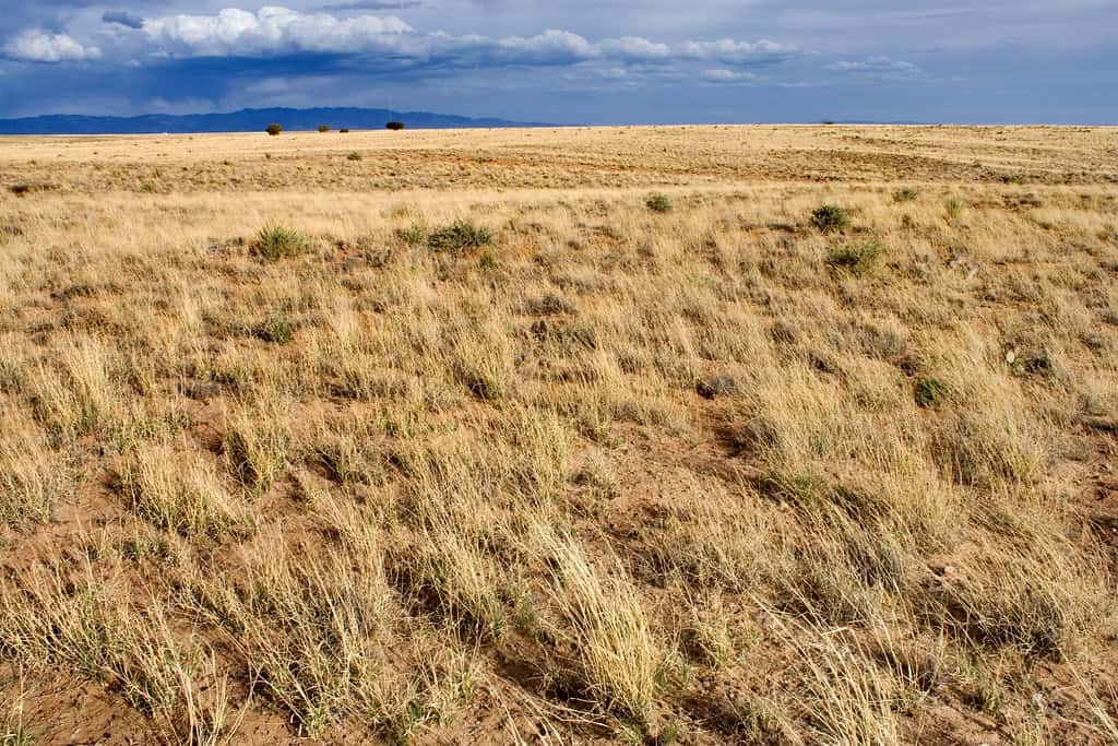 5. Los Lunas, NM