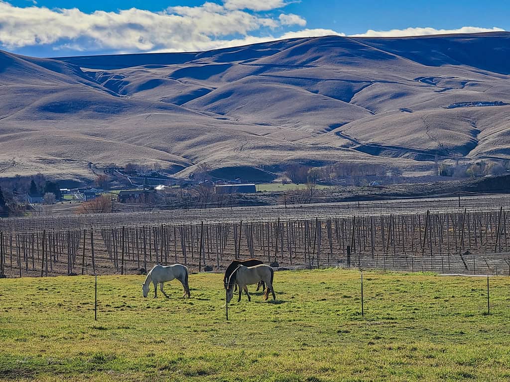 17. Prosser, WA