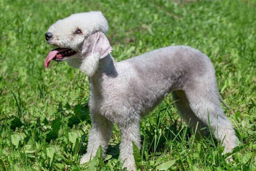 44. Bedlington Terrier