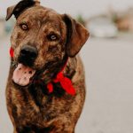 17. Mountain Cur
