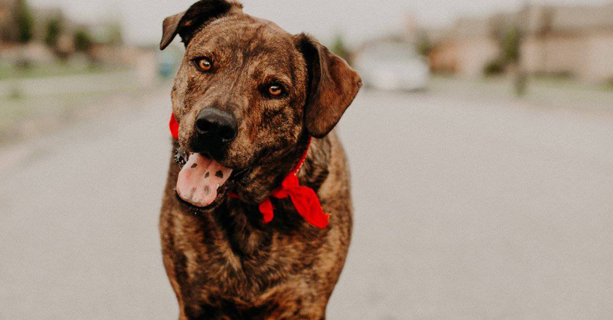17. Mountain Cur