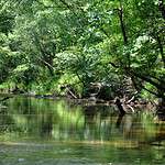 Bottle Creek Site