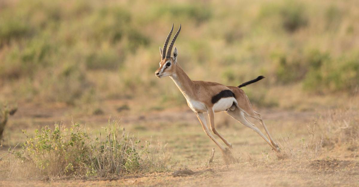 The Syrian Gazelle Boy