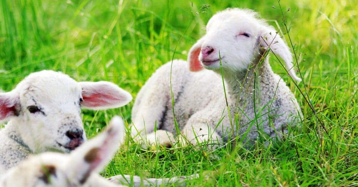 The Peace in Psalm 23