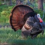 15. McBee, SC