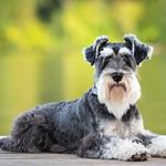 4. Miniature Schnauzer
