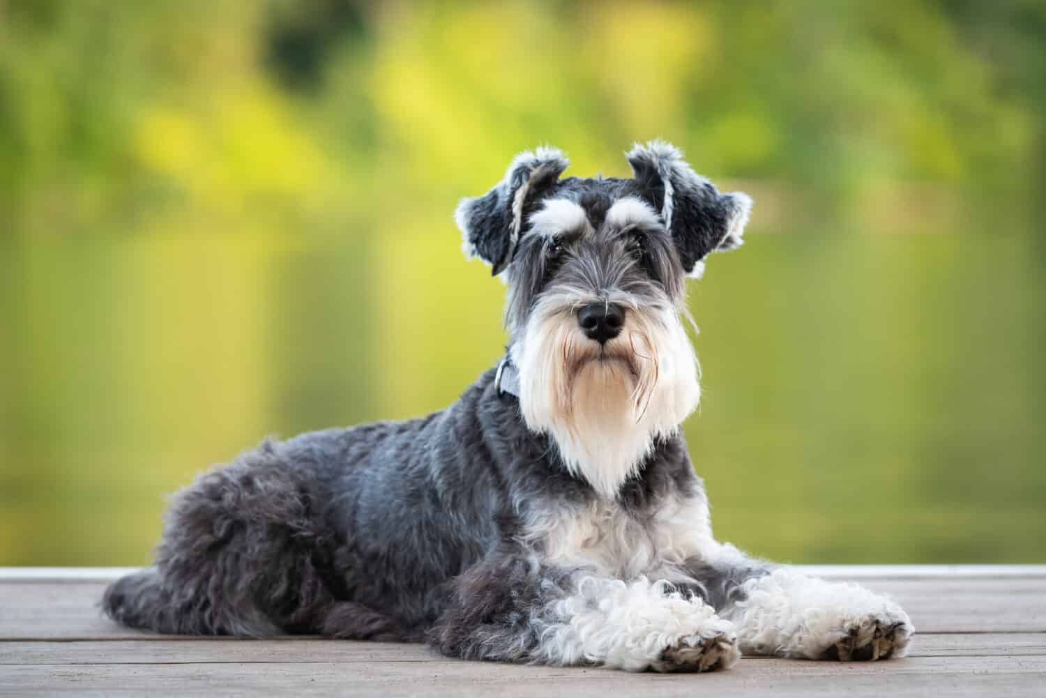 4. Miniature Schnauzer