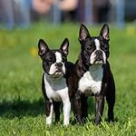 7. Boston Terrier