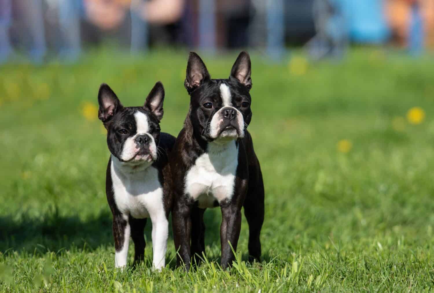 7. Boston Terrier