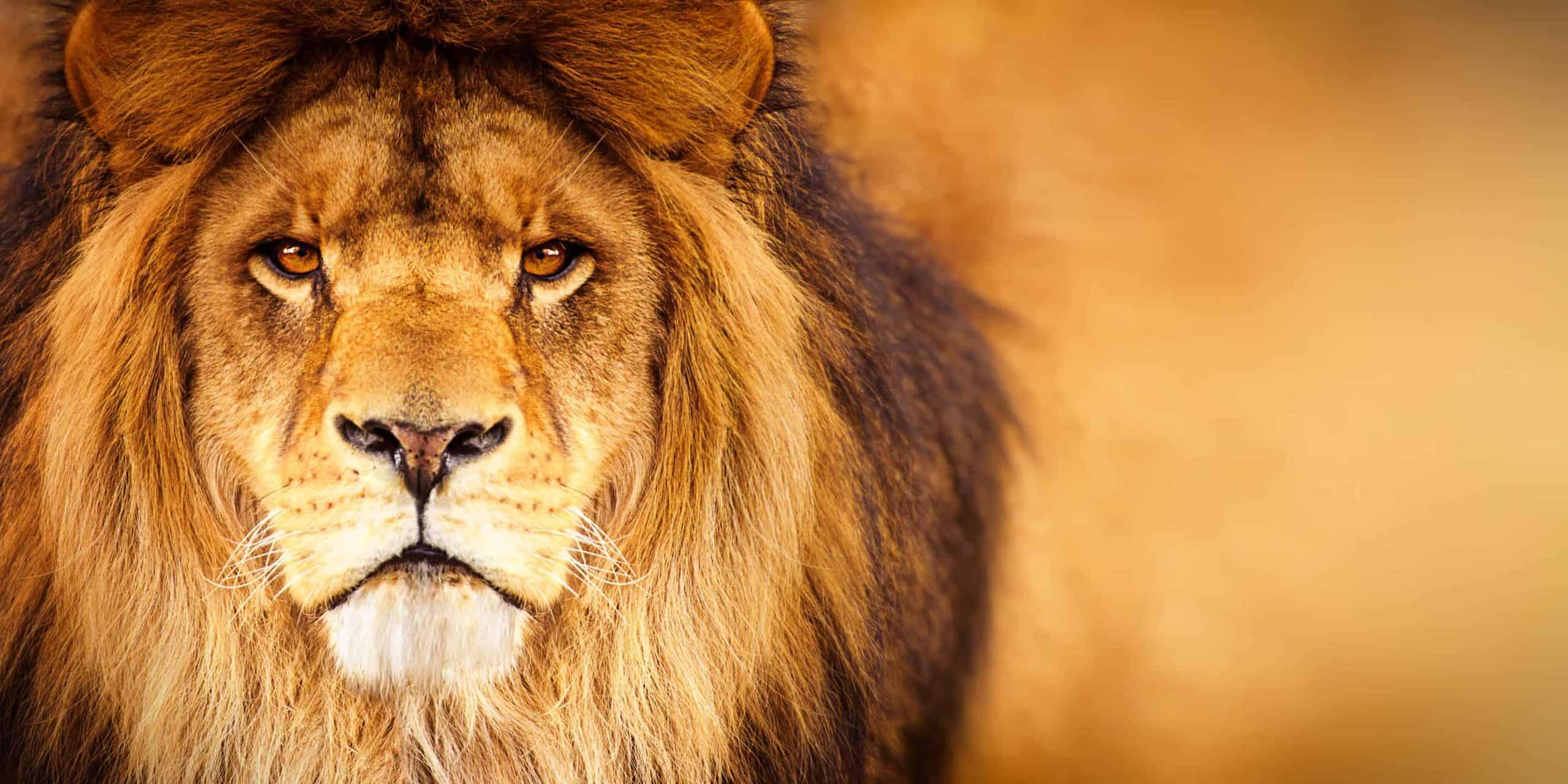 Daniel in the Lion's Den
