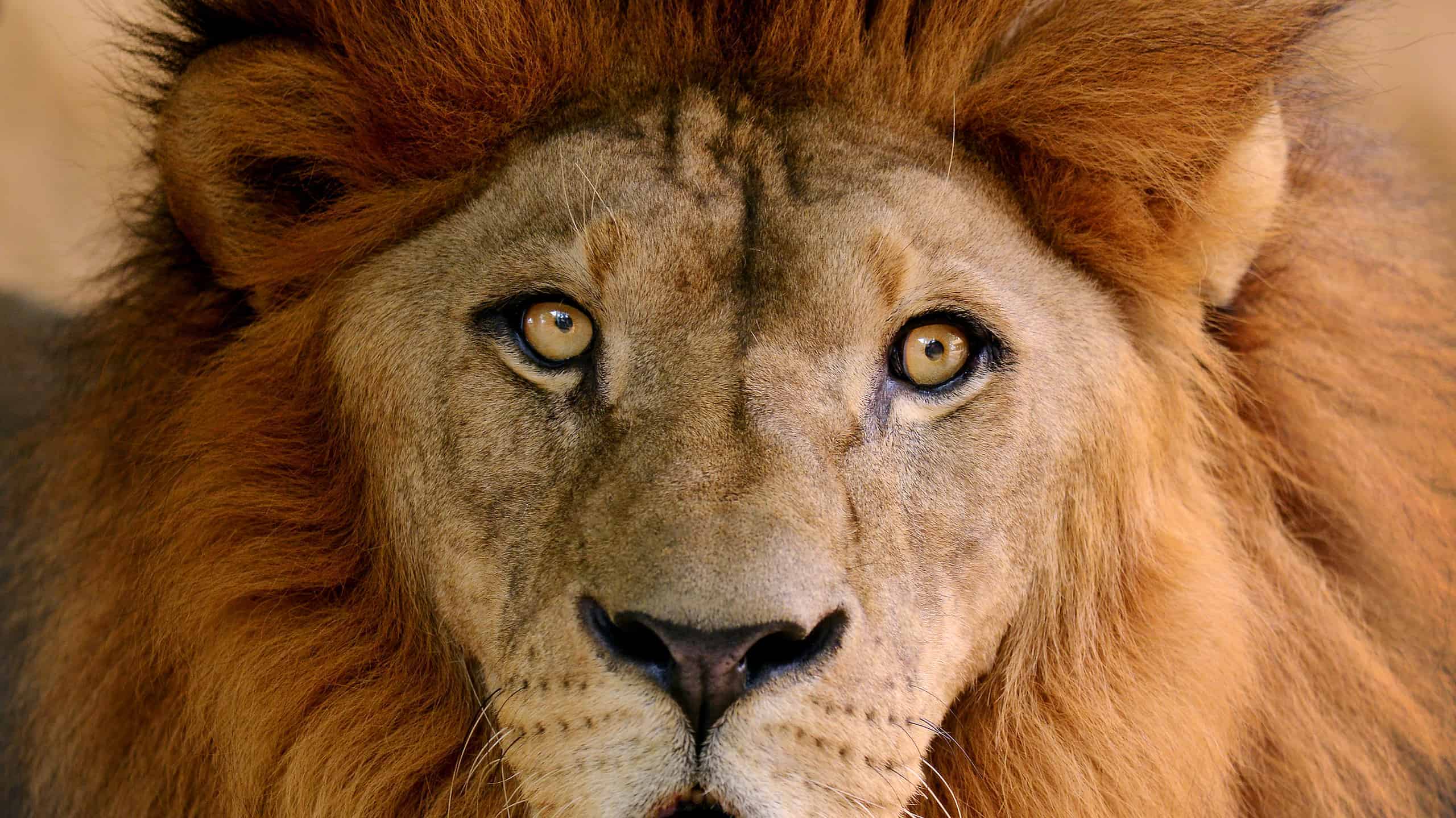Daniel in the Lion’s Den