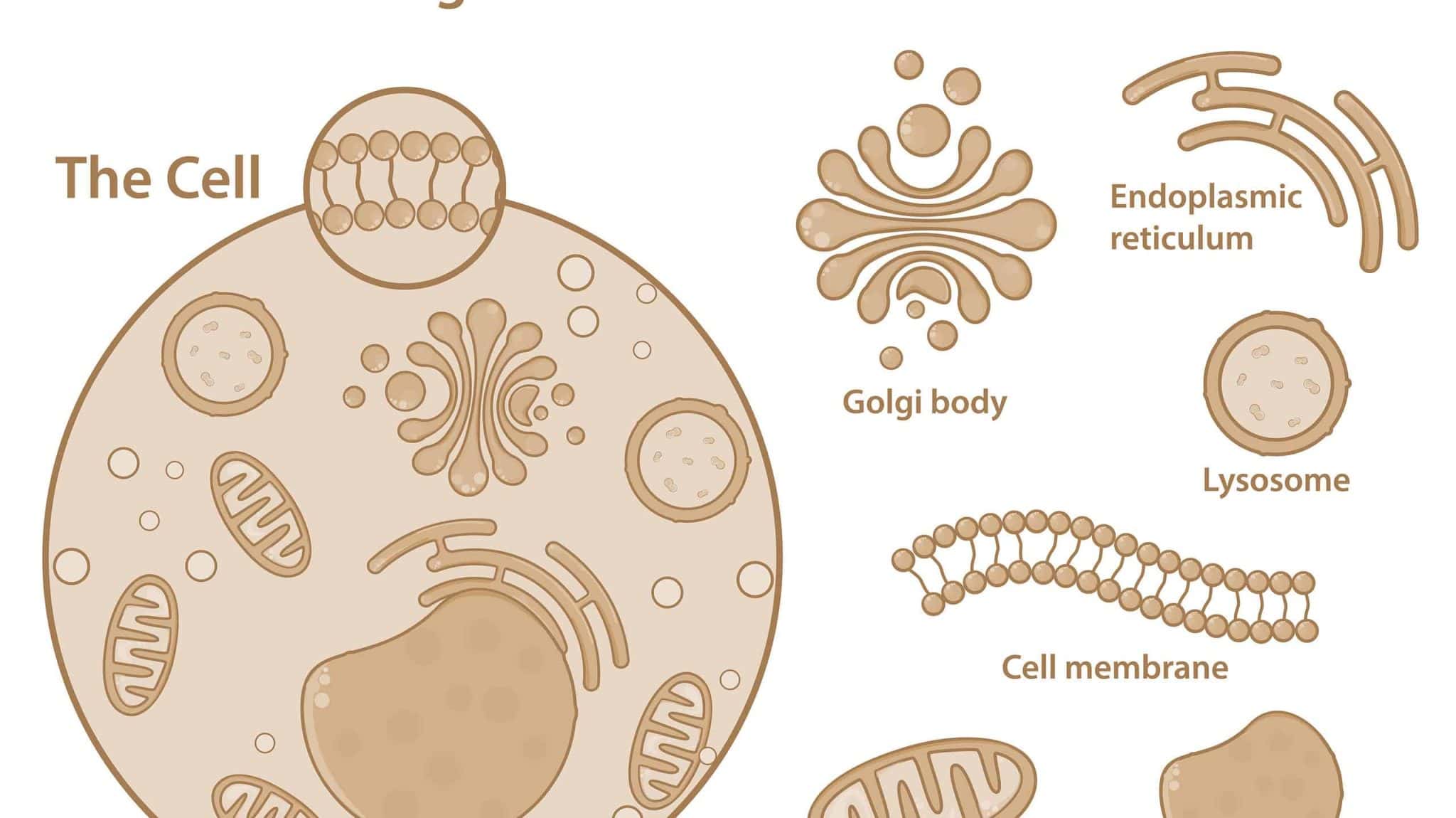 The average american can t answer these simple biology questions