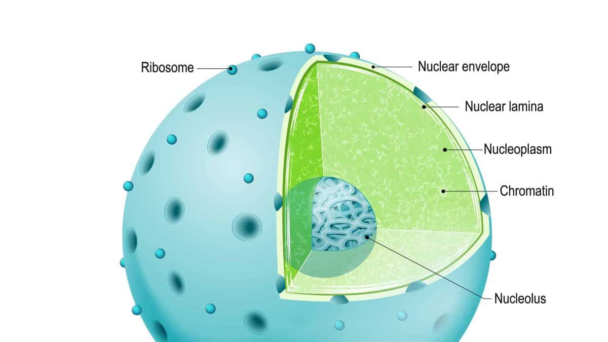 The average american can t answer these simple biology questions