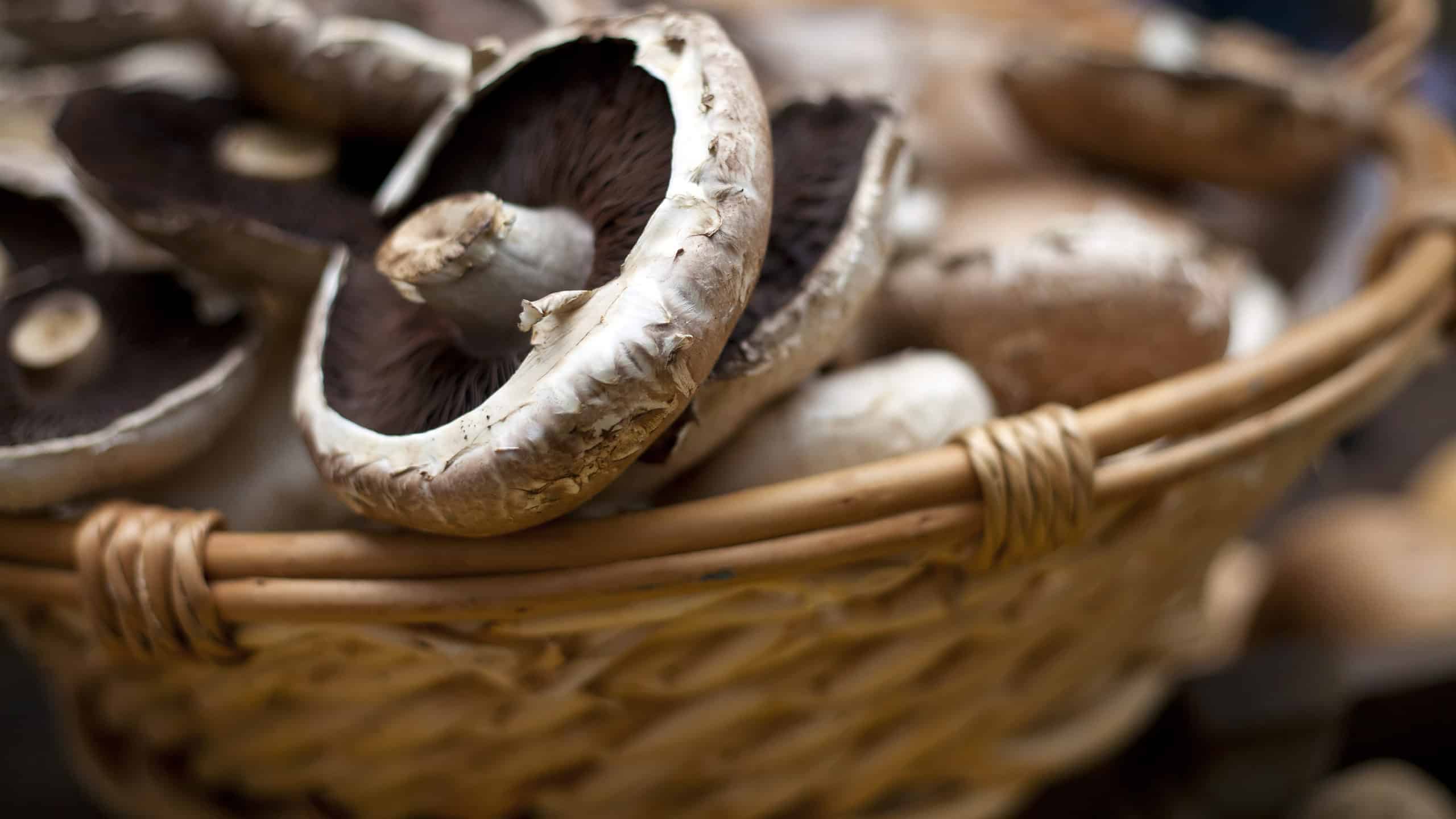 Mushroom Steaks