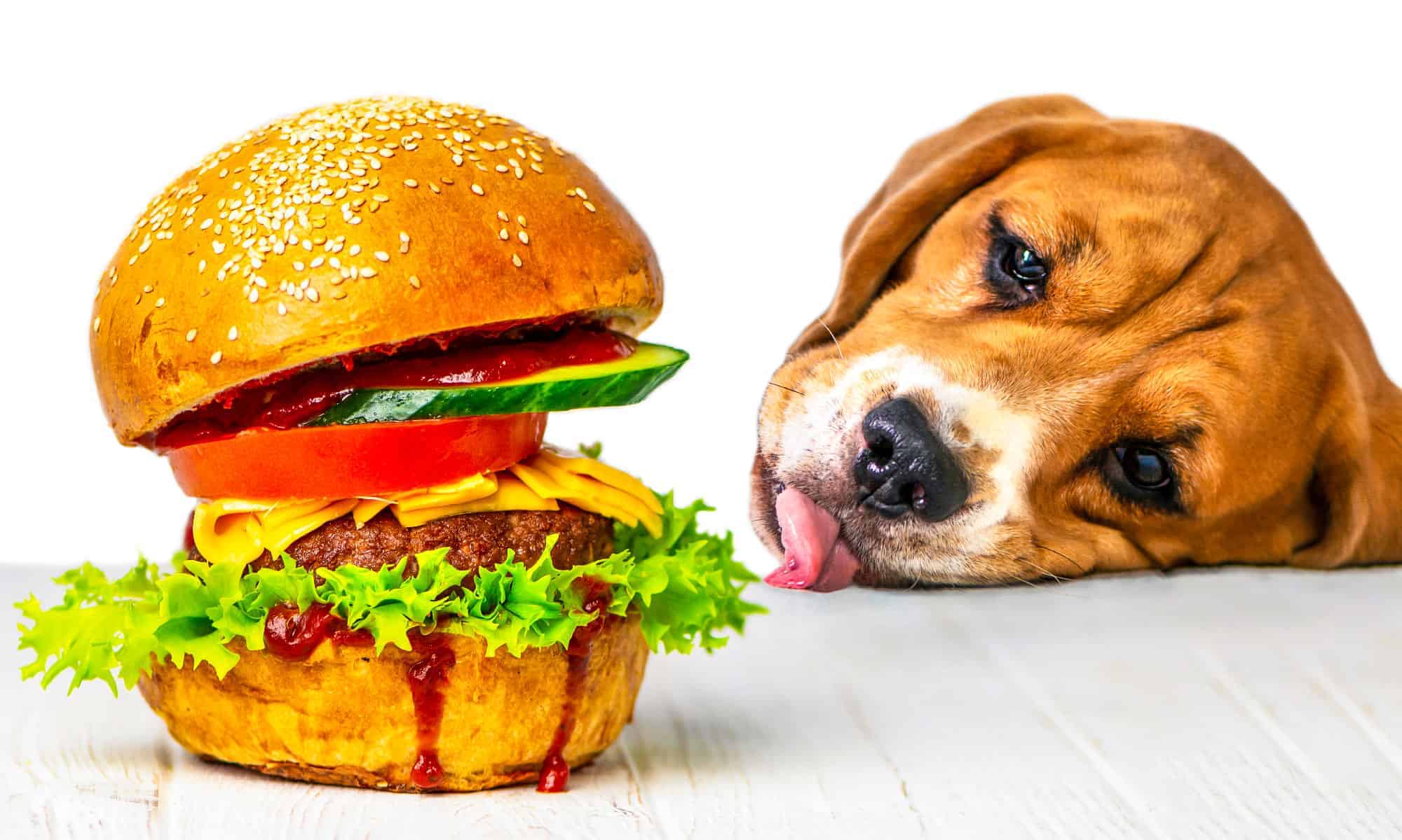 Forgetting to Order for Your Dog